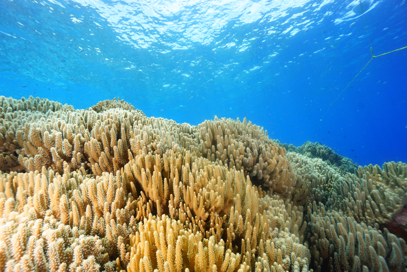 Olang Marine Sanctuary